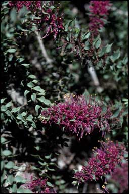 APII jpeg image of Hakea myrtoides  © contact APII