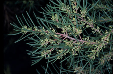 APII jpeg image of Hakea nodosa  © contact APII