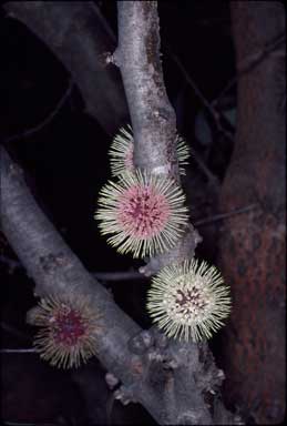 APII jpeg image of Hakea petiolaris  © contact APII