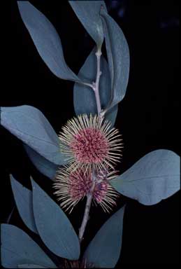 APII jpeg image of Hakea petiolaris  © contact APII