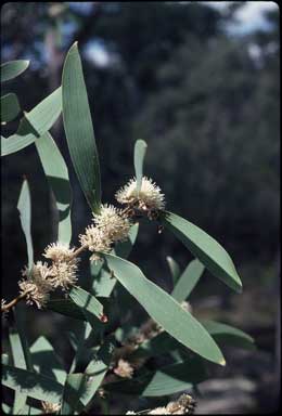 APII jpeg image of Hakea plurinervia  © contact APII