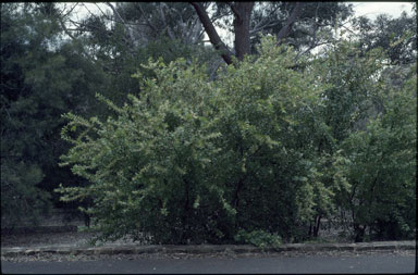 APII jpeg image of Hakea prostrata  © contact APII