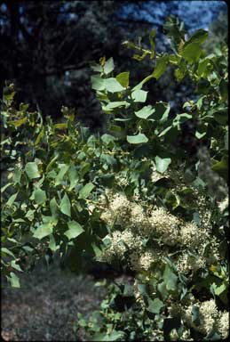 APII jpeg image of Hakea prostrata  © contact APII