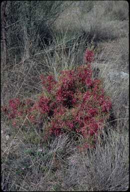 APII jpeg image of Hakea purpurea  © contact APII