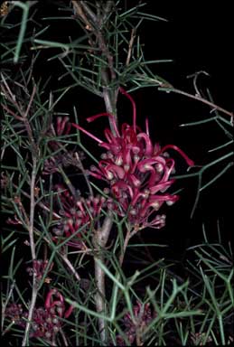 APII jpeg image of Hakea purpurea  © contact APII