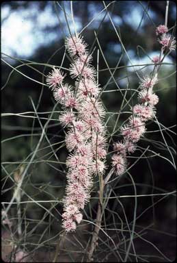 APII jpeg image of Hakea scoparia  © contact APII