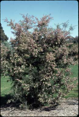 APII jpeg image of Hakea decurrens  © contact APII