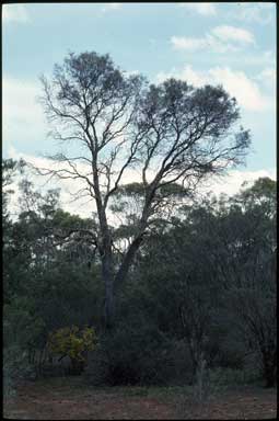 APII jpeg image of Hakea tephrosperma  © contact APII