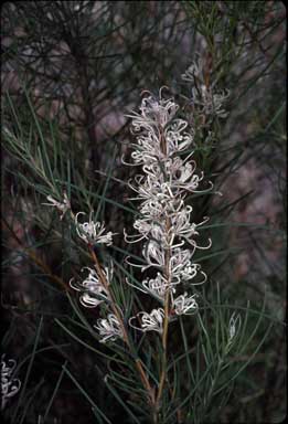 APII jpeg image of Hakea teretifolia  © contact APII