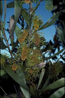 APII jpeg image of Hakea trineura  © contact APII