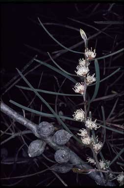 APII jpeg image of Hakea carinata  © contact APII