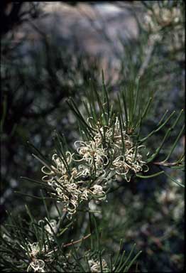 APII jpeg image of Hakea vittata  © contact APII