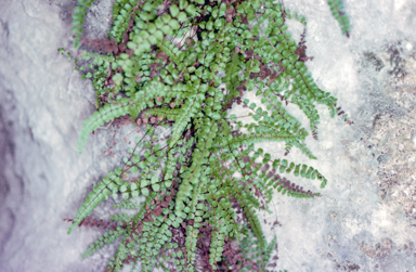 APII jpeg image of Asplenium trichomanes  © contact APII
