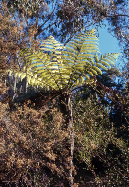 APII jpeg image of Cyathea cooperi  © contact APII
