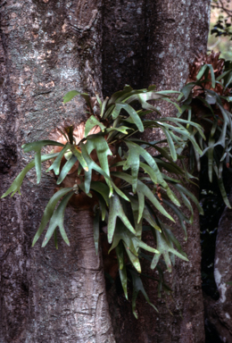 APII jpeg image of Platycerium sp.  © contact APII