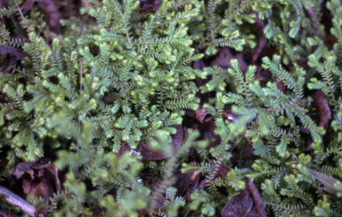 APII jpeg image of Selaginella sp.  © contact APII