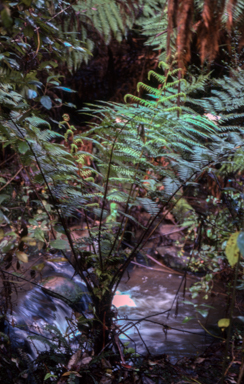APII jpeg image of Cyathea cunninghamii  © contact APII