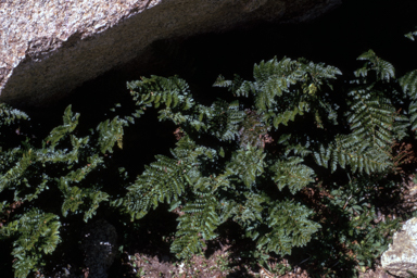 APII jpeg image of Polystichum proliferum  © contact APII
