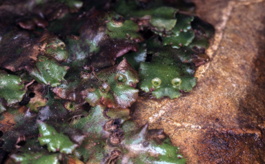 APII jpeg image of Marchantia gemmae  © contact APII