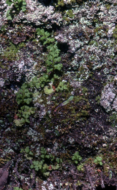 APII jpeg image of Anogramma leptophylla  © contact APII