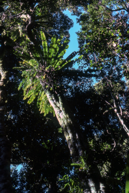 APII jpeg image of Asplenium australasicum,<br/>Asplenium polyodon  © contact APII