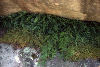APII jpeg image of Asplenium flabellifolium,<br/>Cheilanthes austrotenuifolia  © contact APII