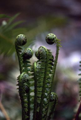 APII jpeg image of Blechnum nudum  © contact APII