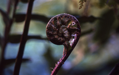 APII jpeg image of Blechnum sp. (King Island)  © contact APII