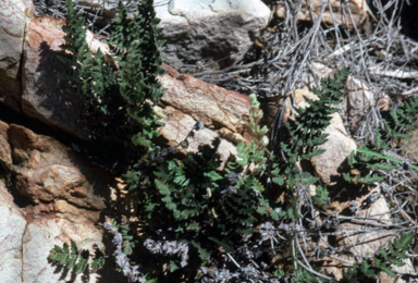 APII jpeg image of Cheilanthes lasiophylla  © contact APII