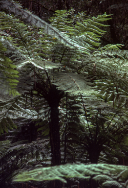APII jpeg image of Cyathea cunninghamii  © contact APII