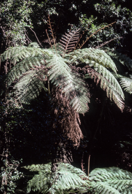 APII jpeg image of Cyathea leichardtiana  © contact APII