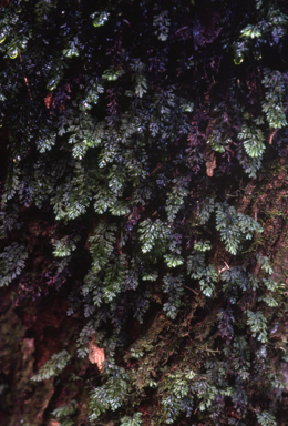 APII jpeg image of Hymenophyllum cupressiforme  © contact APII