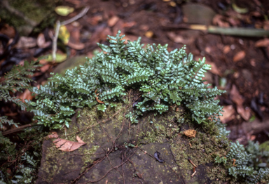 APII jpeg image of Arthropteris tenella x beckleri  © contact APII