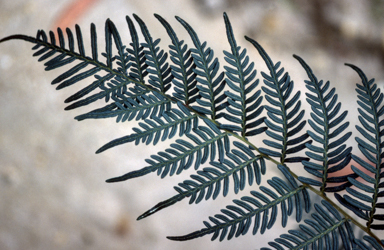 APII jpeg image of Pteridium esculentum  © contact APII