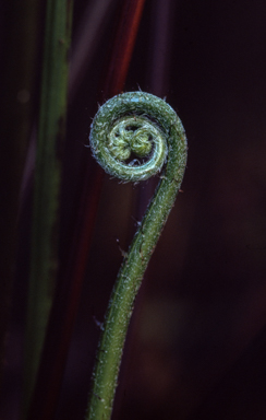 APII jpeg image of Pteris tremula  © contact APII