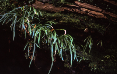 APII jpeg image of Haplopteris elongata  © contact APII