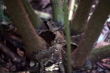 APII jpeg image of Angiopteris  © contact APII
