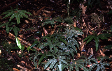 APII jpeg image of Adiantum christii  © contact APII