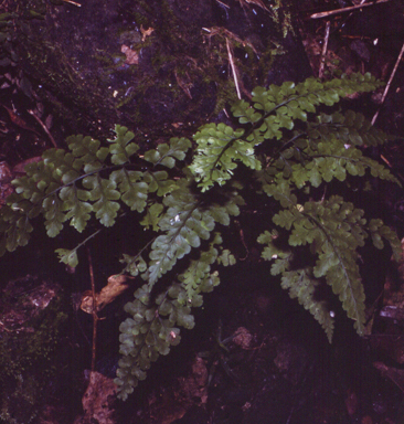 APII jpeg image of Asplenium spathulinum  © contact APII