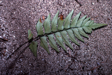 APII jpeg image of Asplenium acrobryum  © contact APII