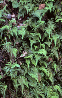 APII jpeg image of Lunathyrium japonicum  © contact APII
