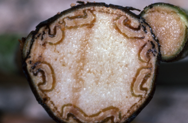 APII jpeg image of Cyathea decurrens  © contact APII