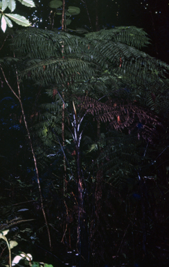 APII jpeg image of Cyathea hornei  © contact APII