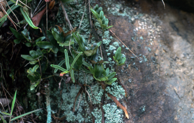 APII jpeg image of Scyphularia pentaphylla  © contact APII