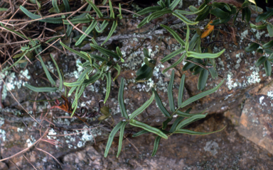 APII jpeg image of Scyphularia pentaphylla,<br/>Cystodium sorbifolium  © contact APII