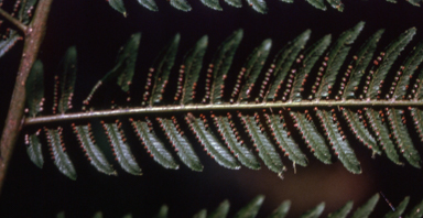APII jpeg image of Cystodium sorbifolium  © contact APII