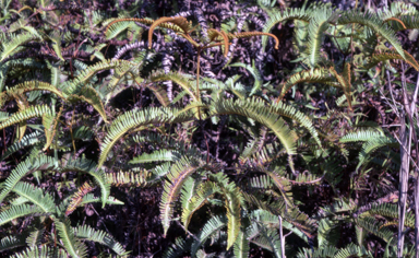 APII jpeg image of Dicranopteris linearis var. subferruginea  © contact APII