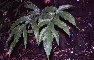 APII jpeg image of Tectaria barclayi  © contact APII