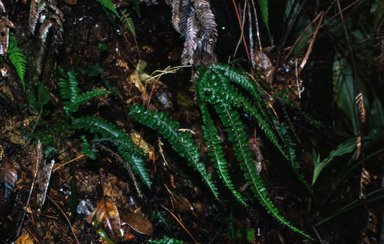 APII jpeg image of Lindsaea lobata  © contact APII