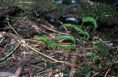 APII jpeg image of Lindsaea pulchella var. blanda  © contact APII